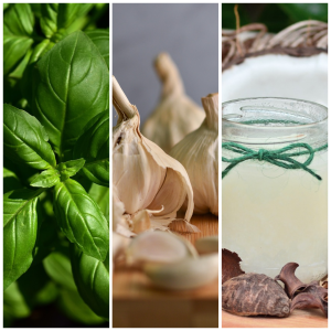 Natural skincare ingredients including fresh basil leaves, garlic cloves, and coconut oil in a jar, known for their antioxidant and antibacterial properties.